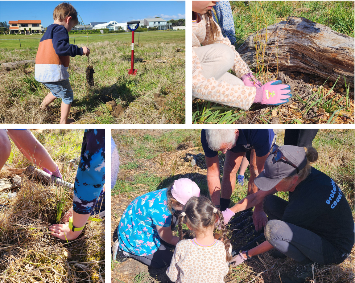 Matarangi Oct dune plantin 24.png