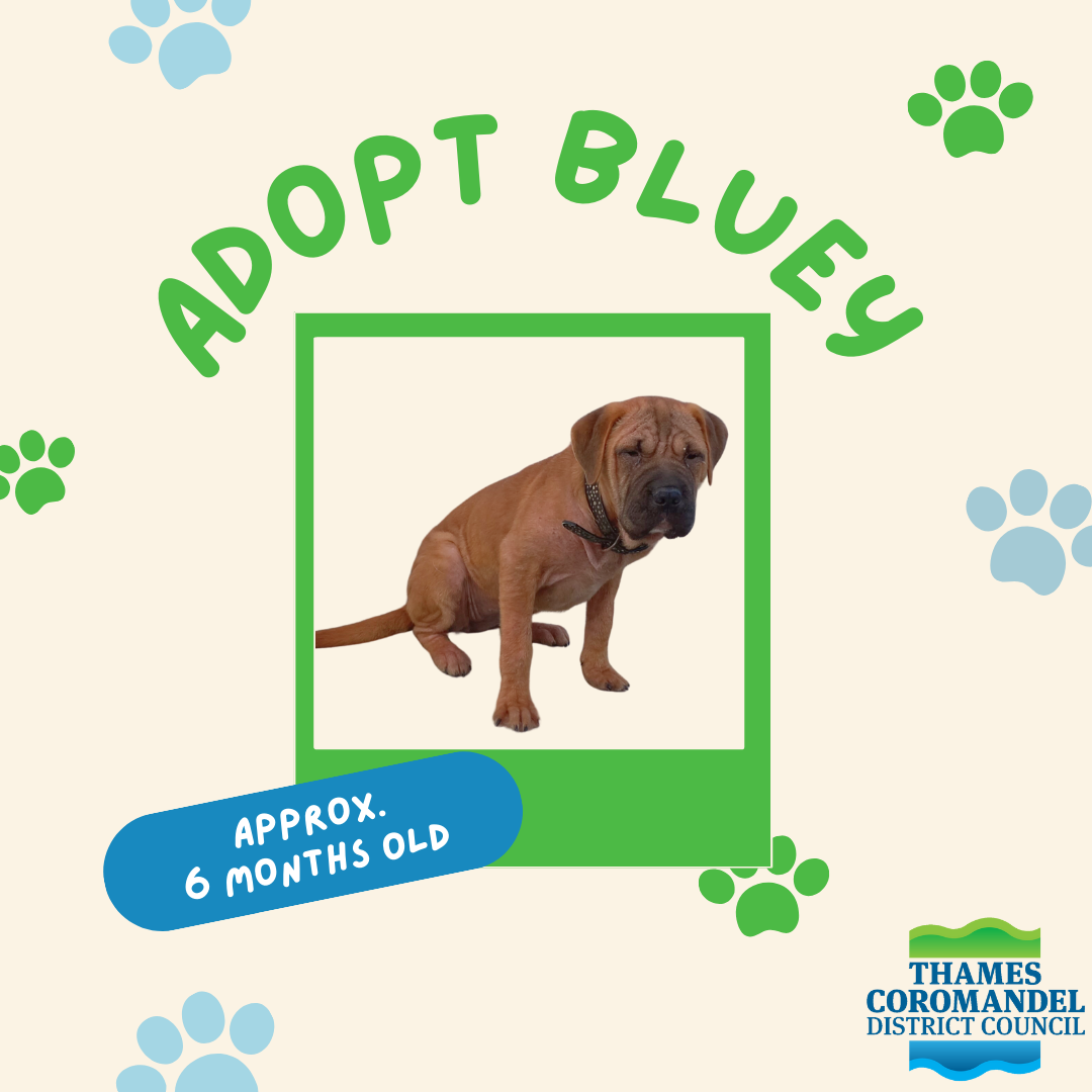 Adopt Bluey.png