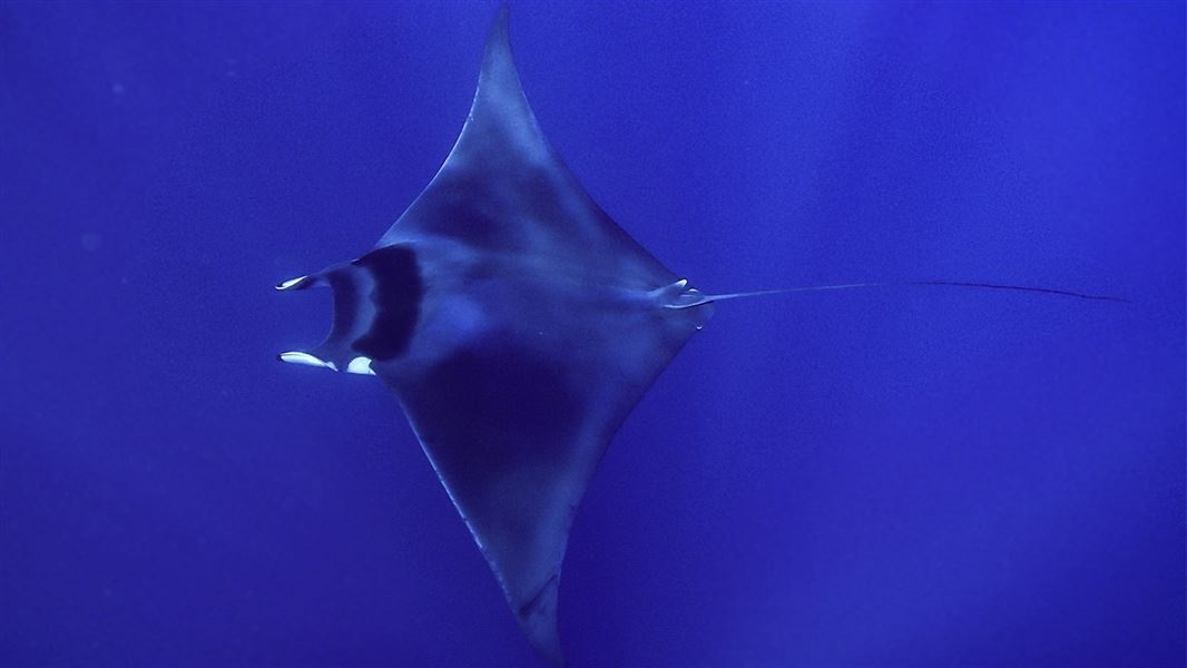 spinetail-devil-ray-1920.jpg