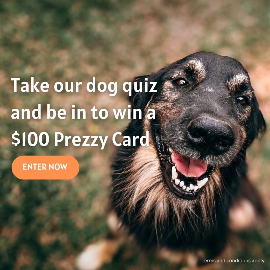 Dog Quiz promo.jpg