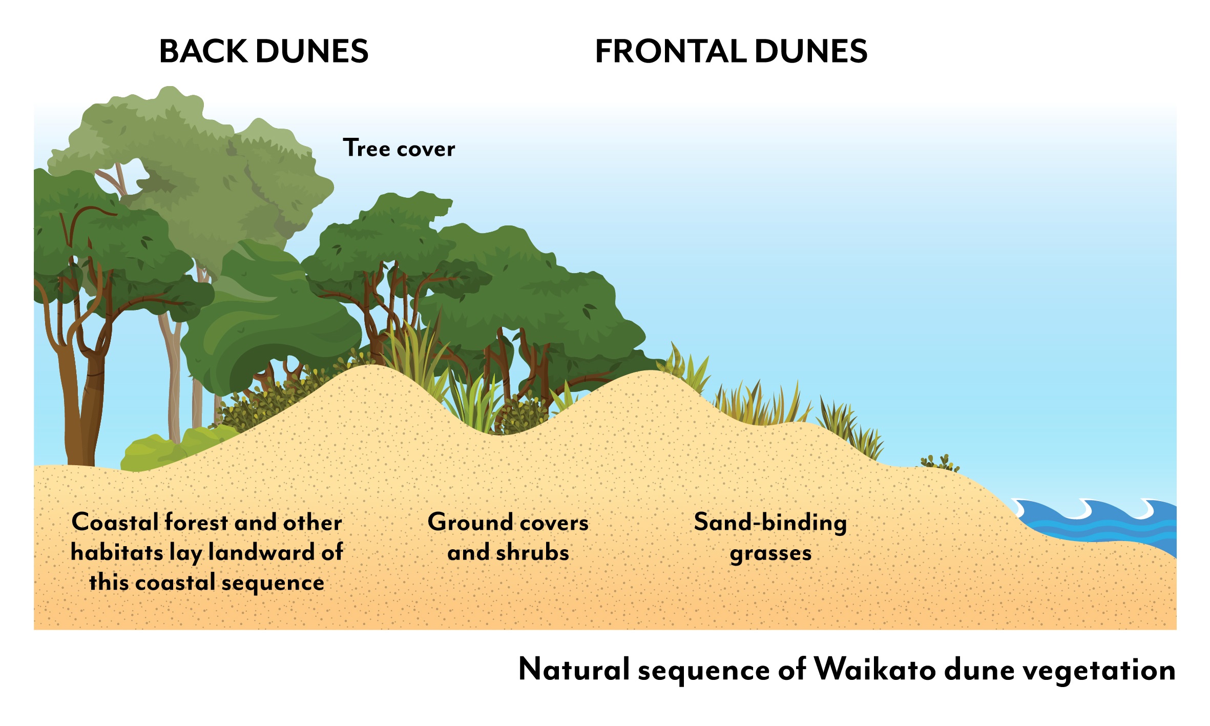 dune vegetation sequence_modo.jpg