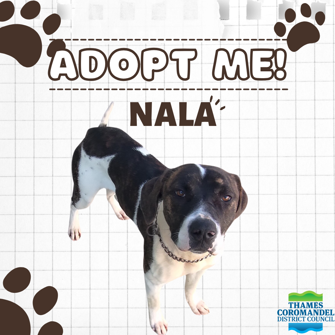 Adopt-me-Nala.png