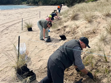 Little Bay volunteers plant out the dunes