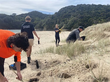 Little Bay volunteers plant out the dunes