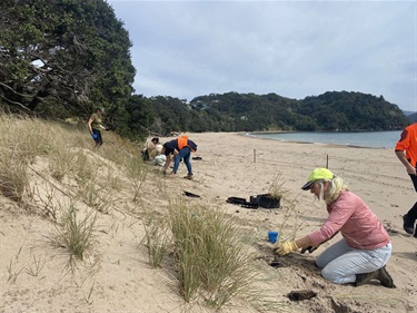 Little Bay volunteers plant out the dunes