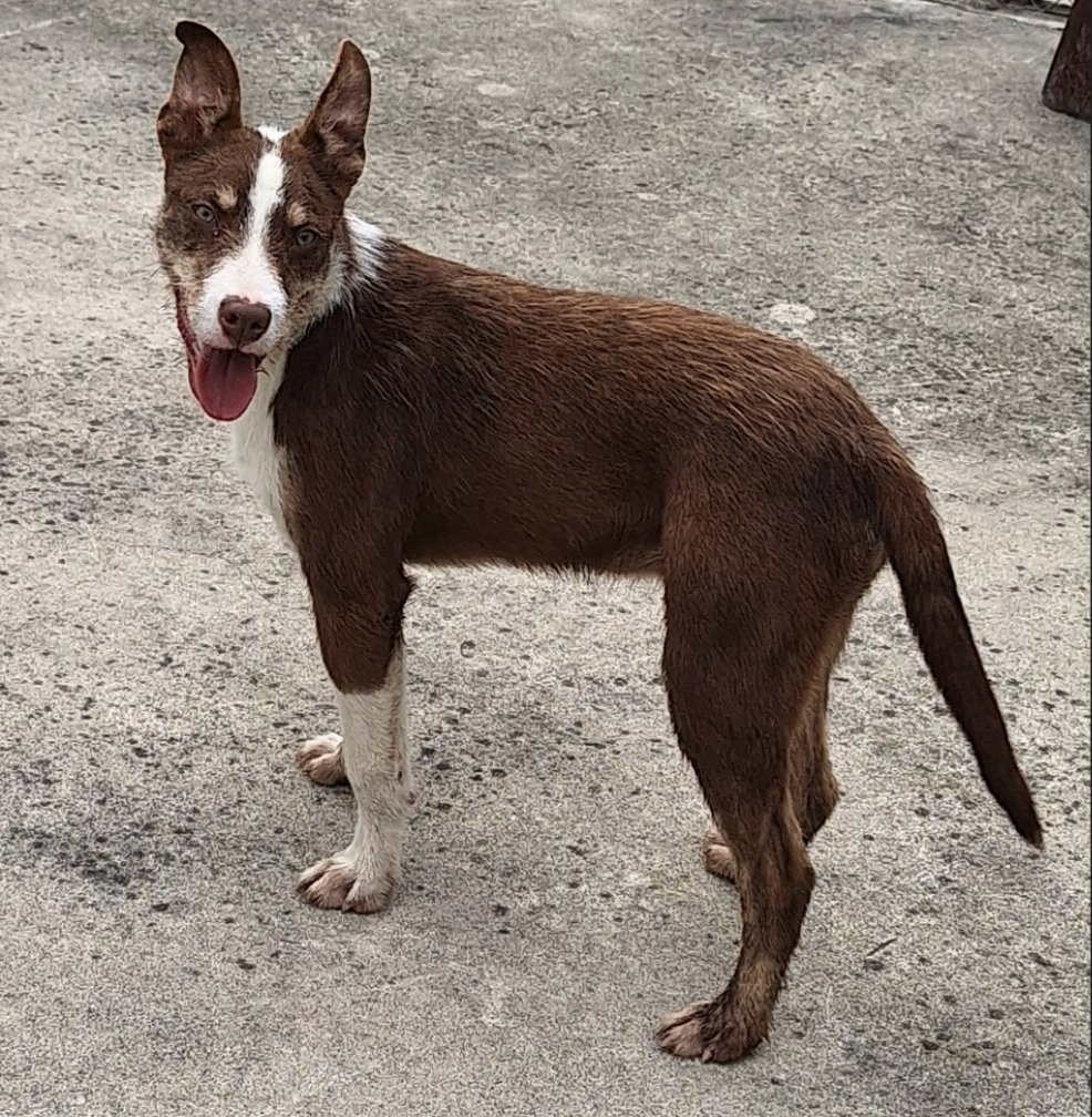 found dog 26 nov.png